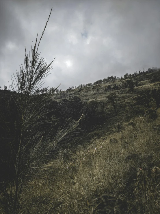 a bench sits at the base of a grassy hill