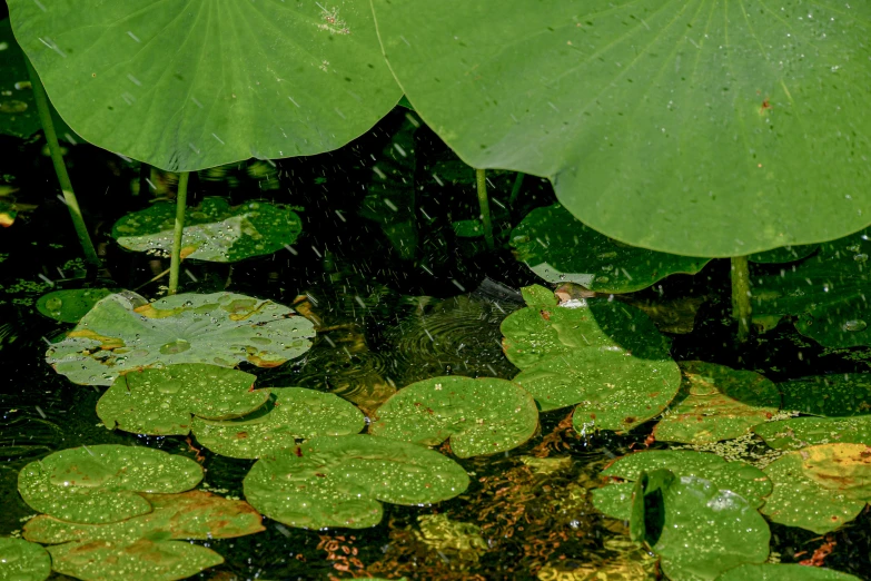 a pond filled with water lilies and leaves