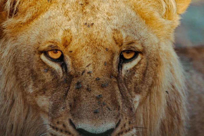 a close up s of a lion's face