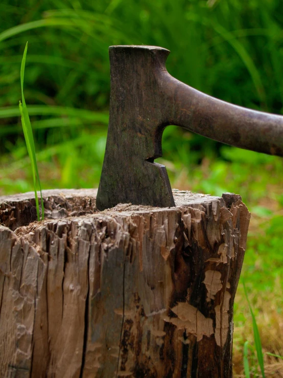 an old rusty hatchet in a tree stump