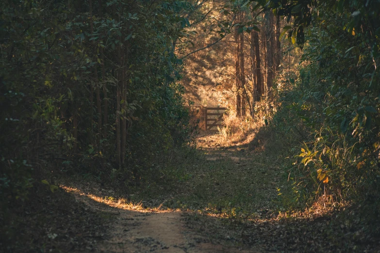 a dirt road that is surrounded by trees