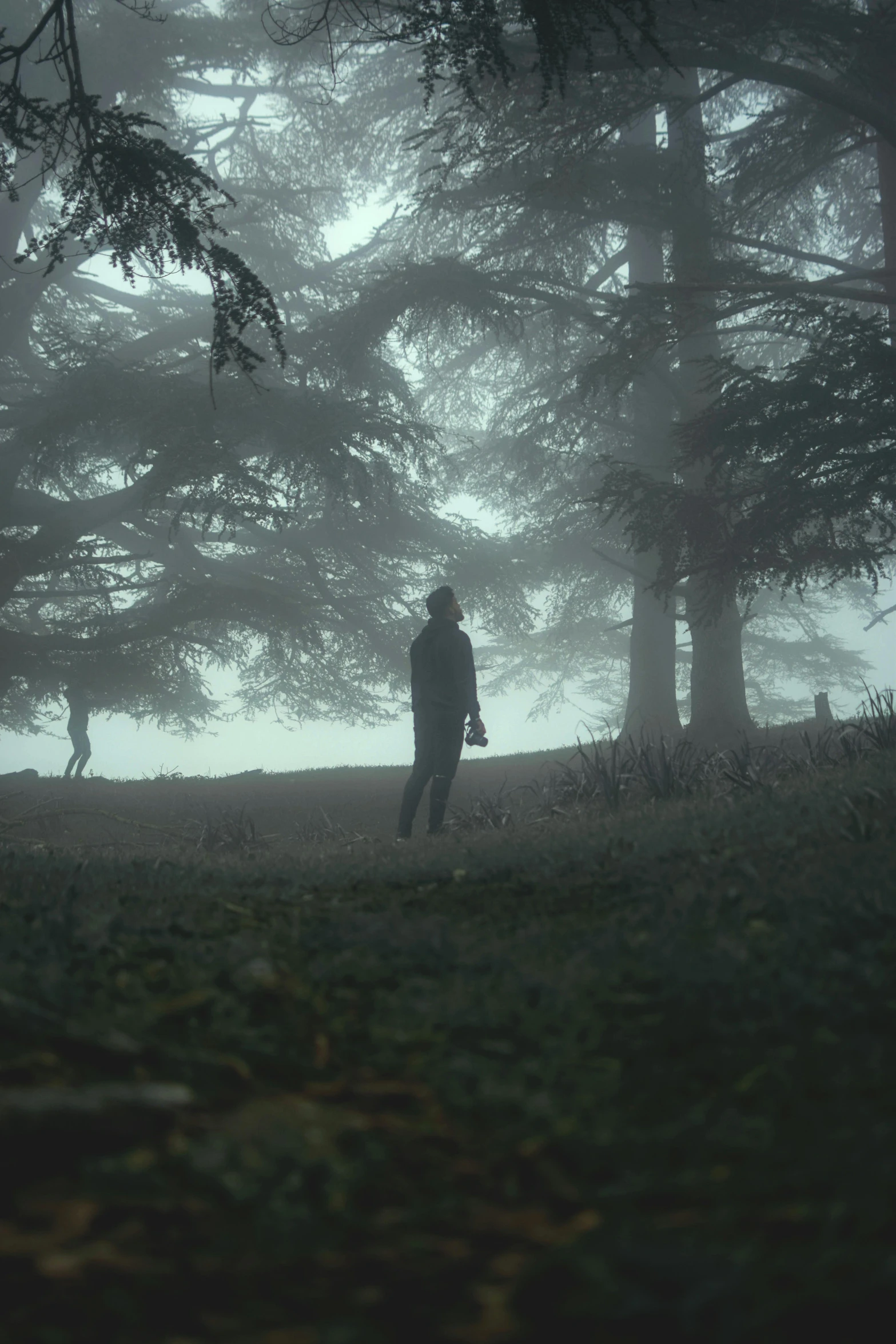 a person standing near trees on a foggy day