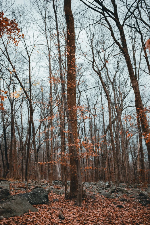 there are many trees that have leaves all over them