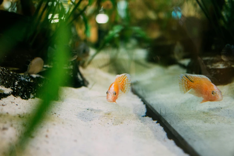 two small goldfish swimming in a planted plant filled tank