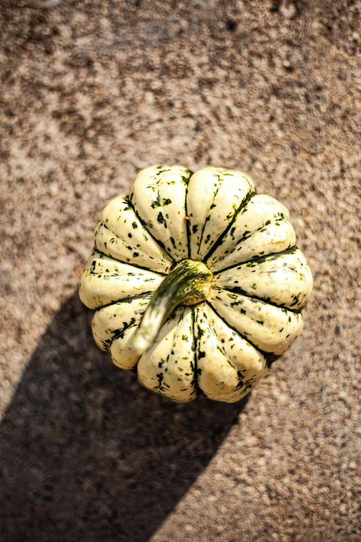 zucchini or squash growing on the outside of a house