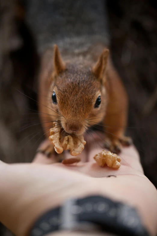 a squirrel standing on a persons hand eating food