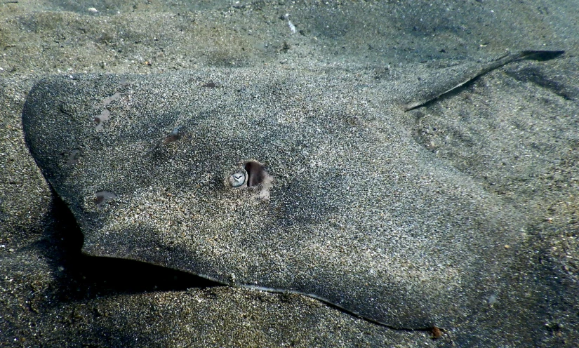 a stingper is crawling on the sand