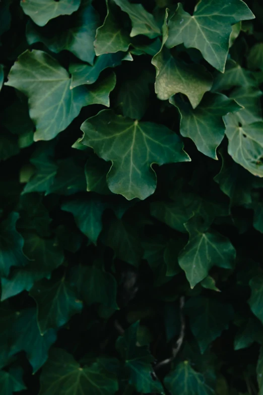 ivy leaves are abundant in the greenery