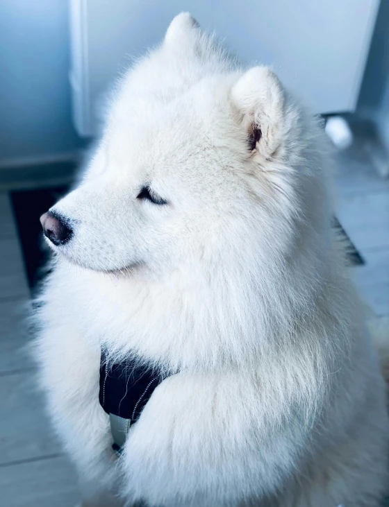 a white dog wearing a black collar looking sad