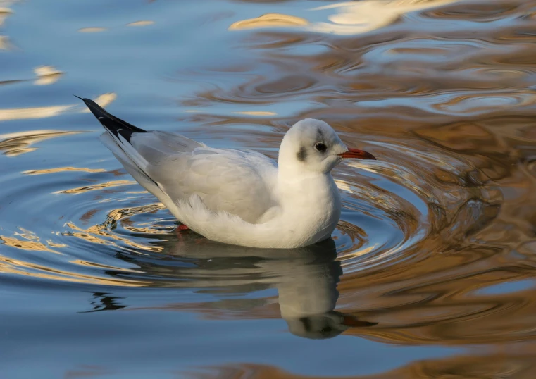 a bird is swimming in the water