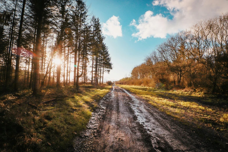 a dirt road in the woods near trees