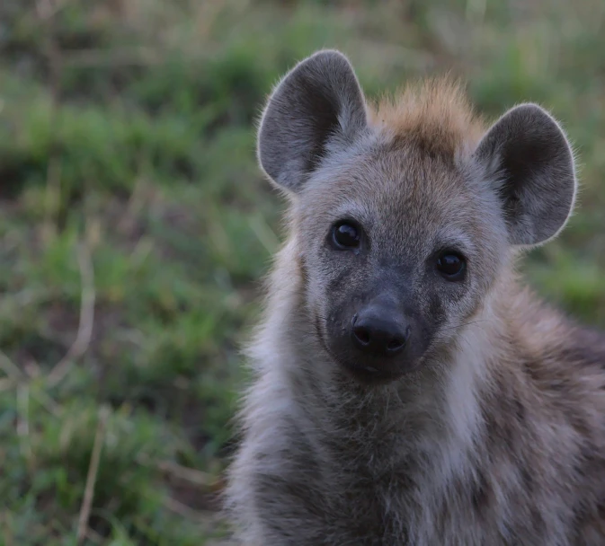 a brown spotted hyena with ears pointing upward