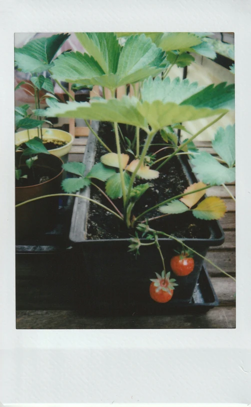 three plants that are on a table