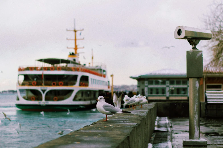 several seagulls near a dock with a boat on the water