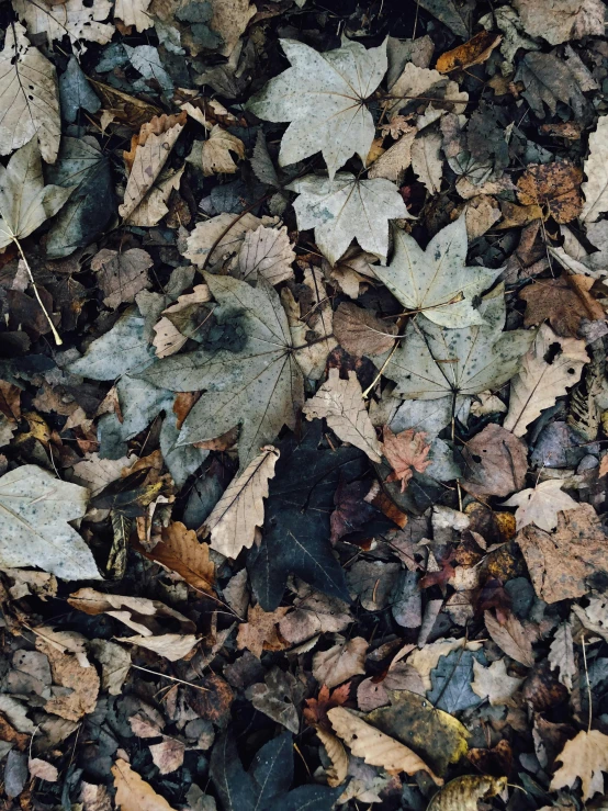 the leaves are all covering the ground with the sun