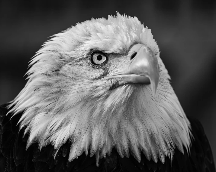 a bald eagle with a very large face