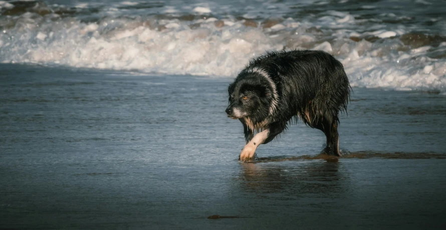 a black dog with frizbees walks in water near beach