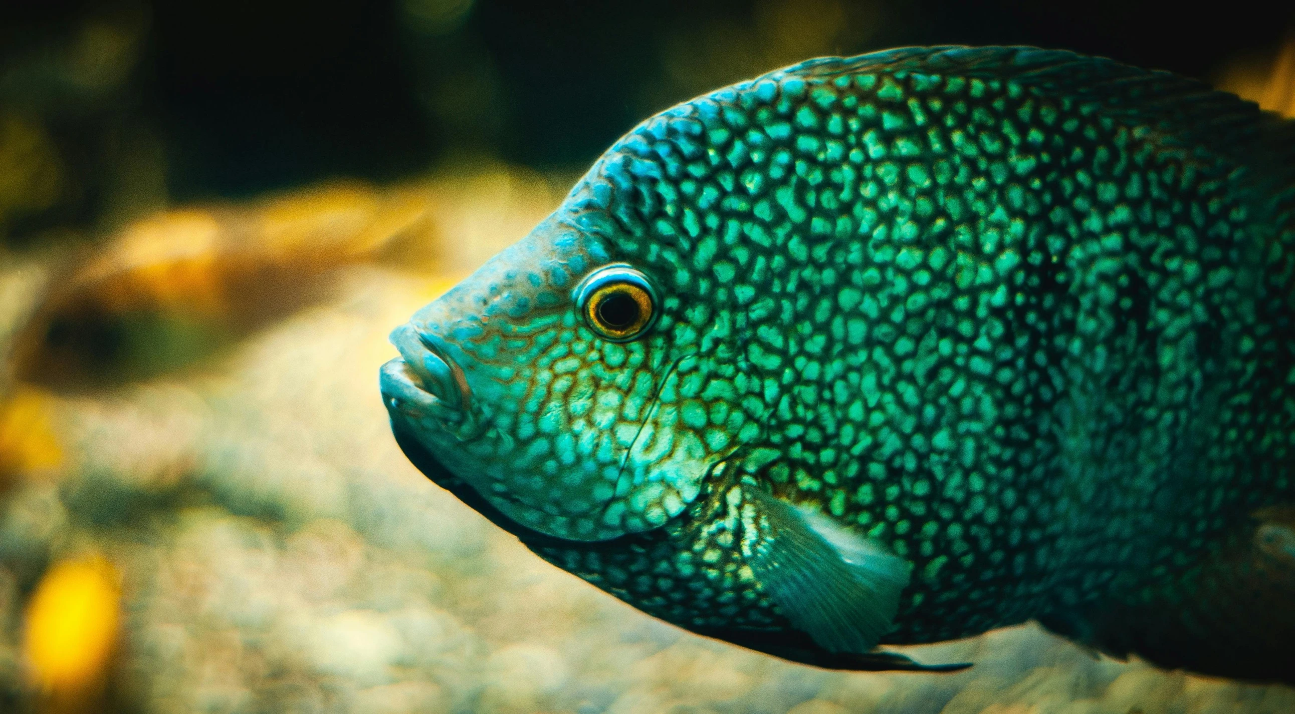 a bright green fish with spots on its head