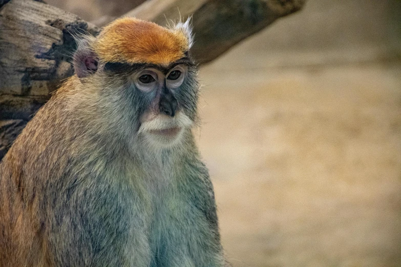 a monkey with a yellow hat is seen through the trees