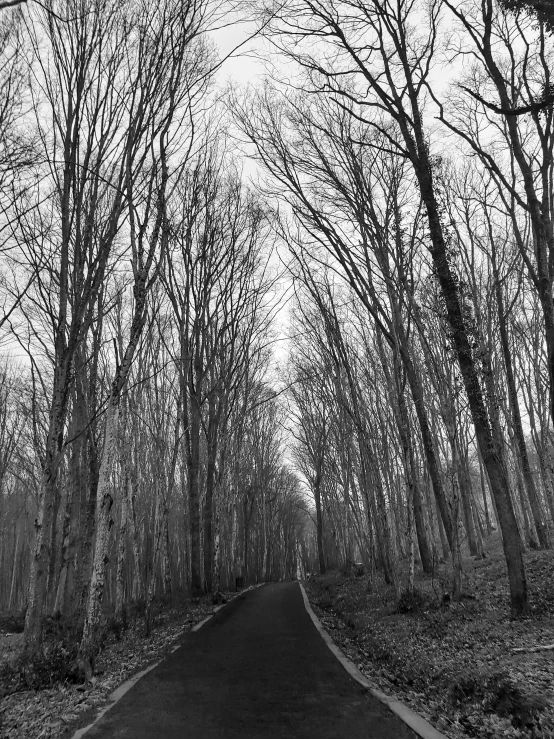 black and white pograph of trees lining a roadway