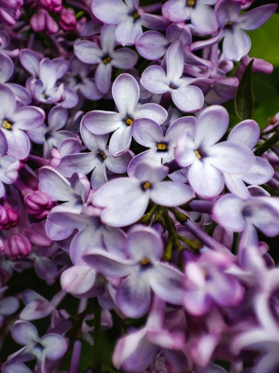 some pink flowers that are blooming in the sun