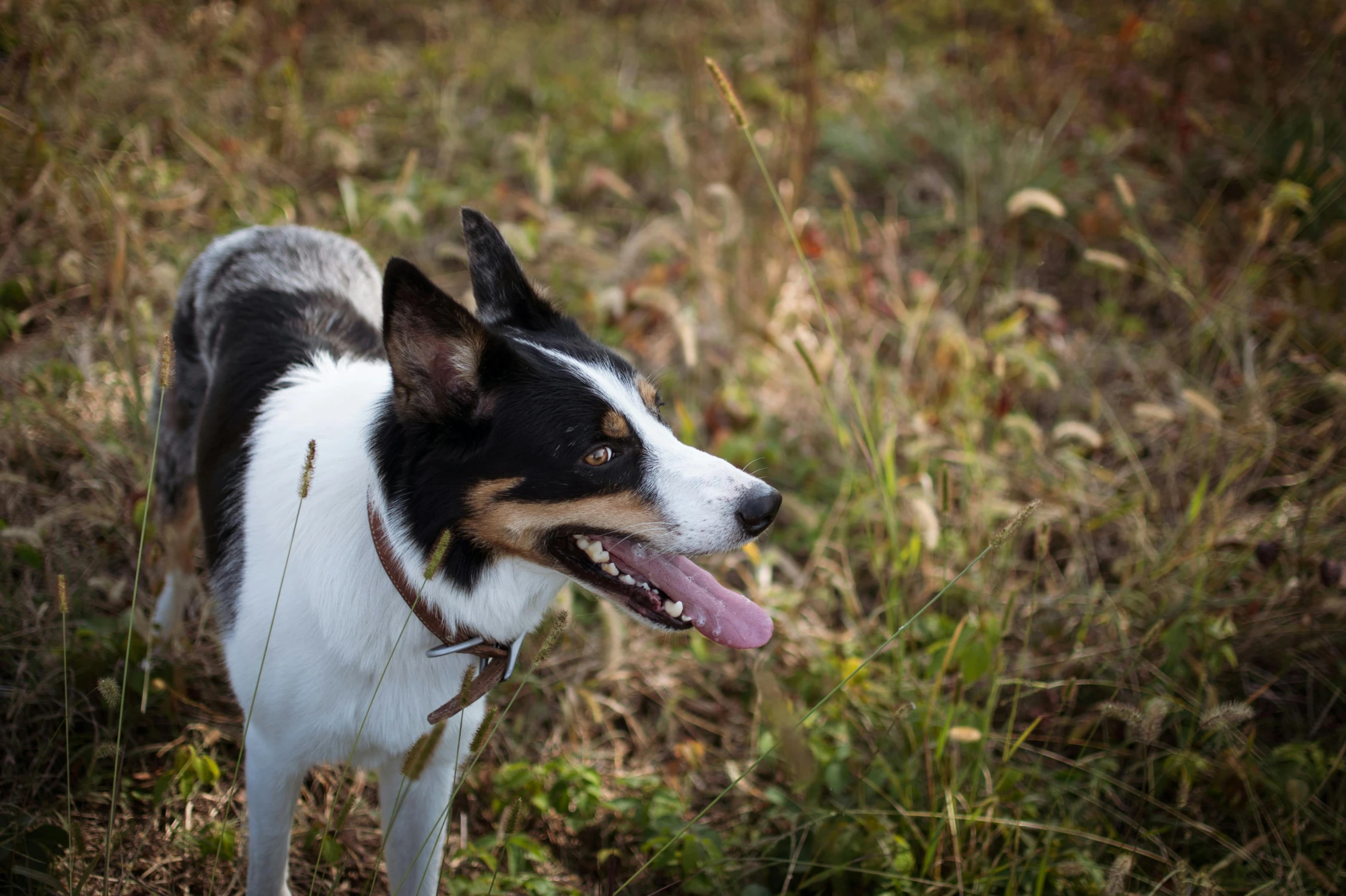 a dog on the grass smiling and licking its face