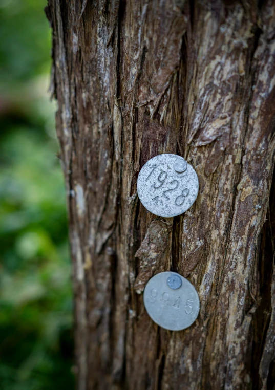 a tree with coins on it next to another coin