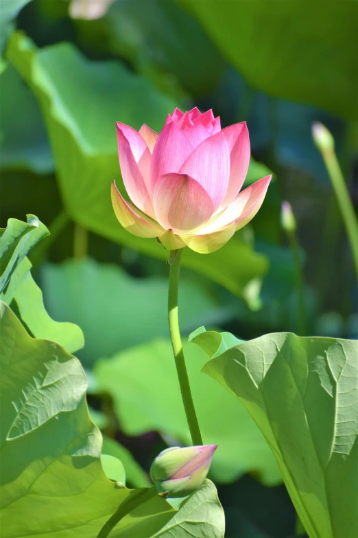 a pink lotus flower grows among green leaves