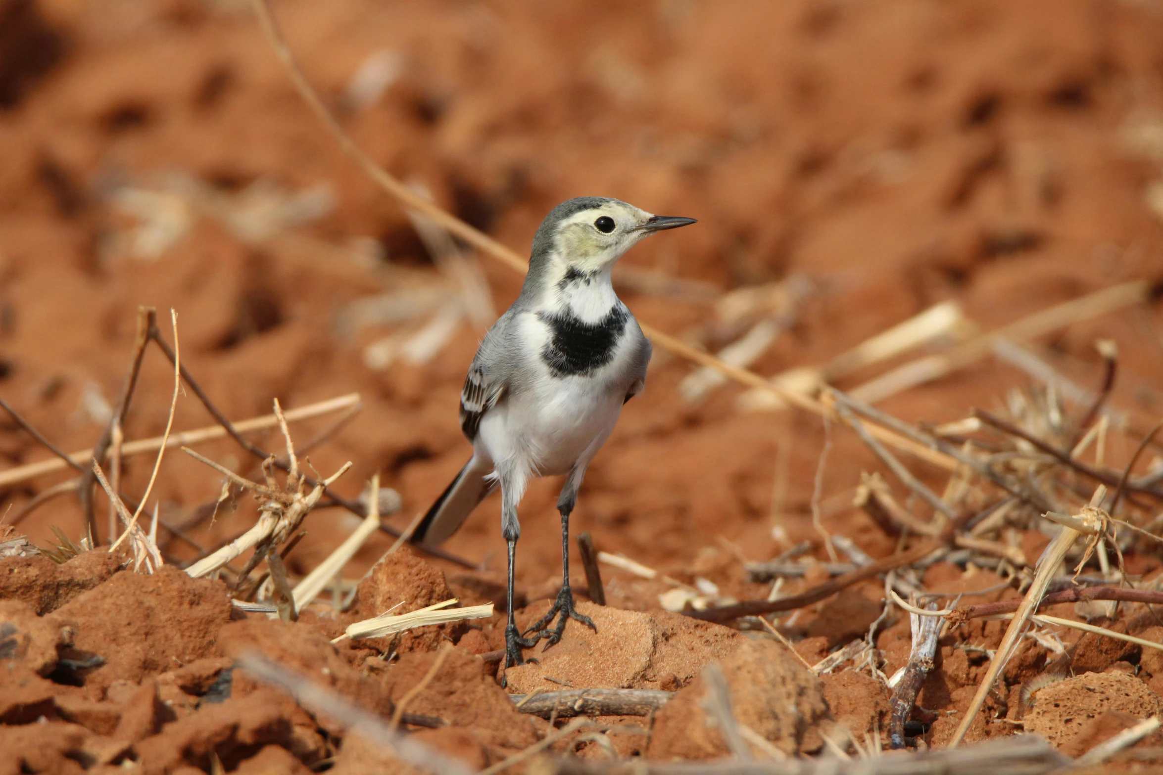 a small bird on dirt and straw plants