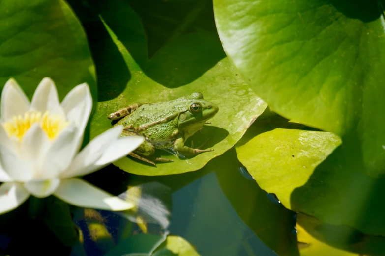 a frog sitting on top of a white flower