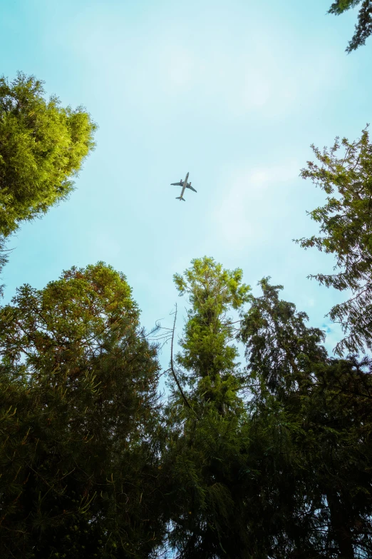 an airplane flies above the trees with blue sky in the background
