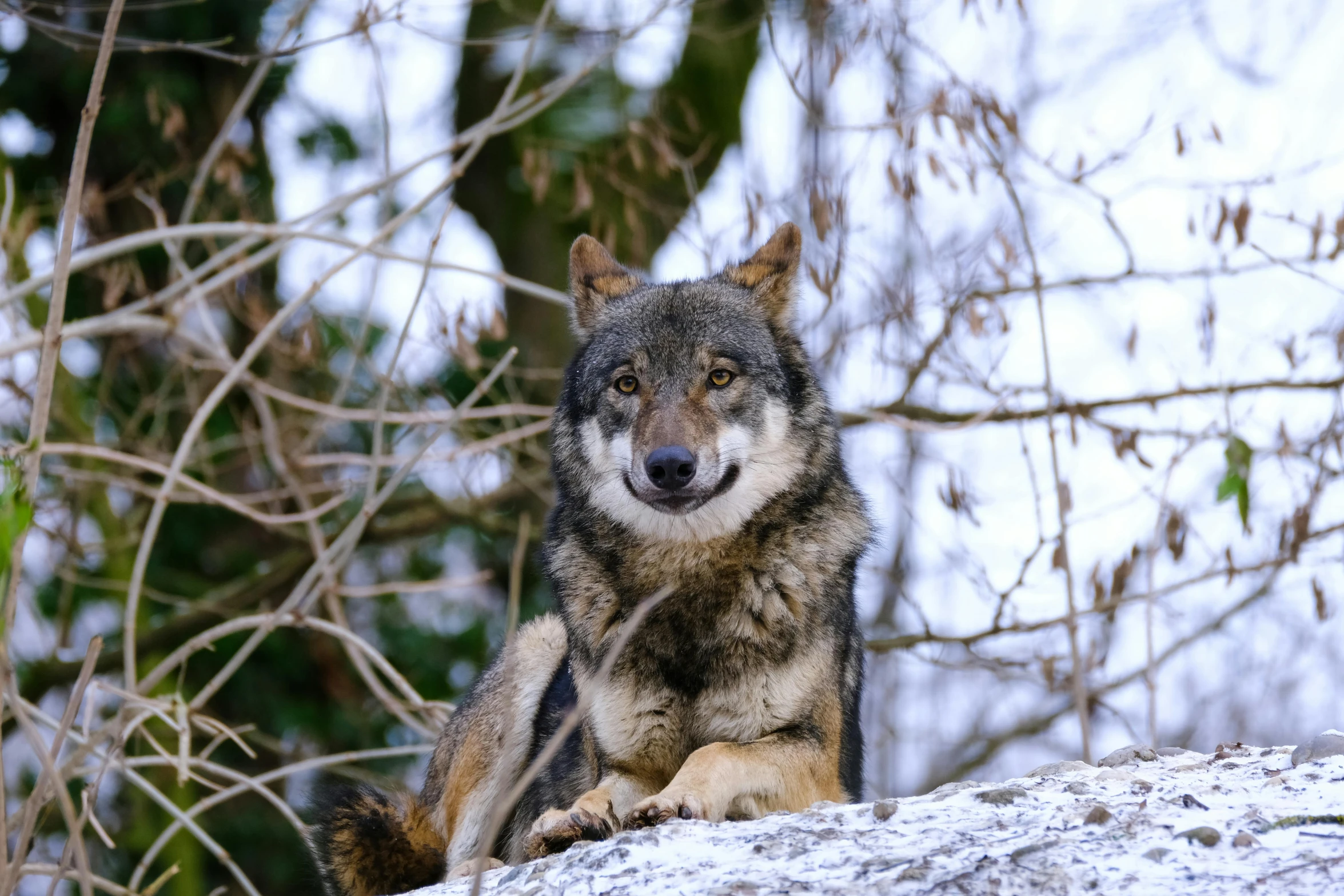 a lone gray wolf is sitting on the top of a rock