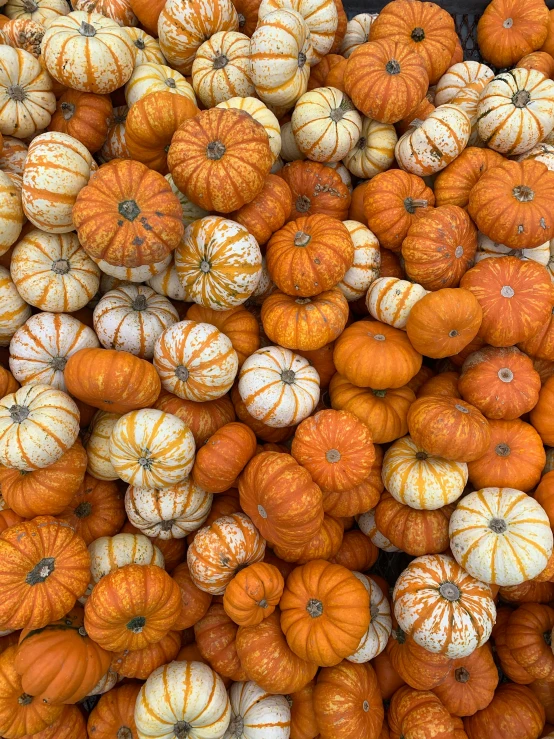 a variety of pumpkins displayed on the table