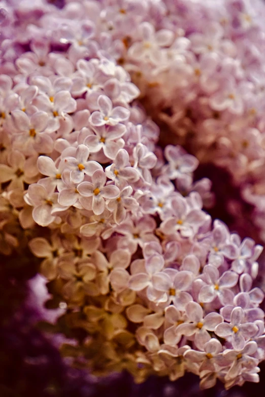 a bunch of little purple flowers on a tree