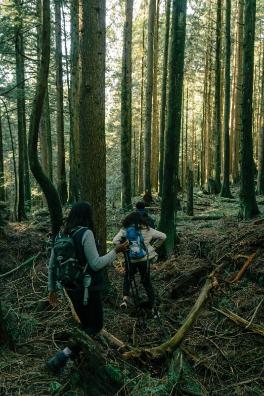 two people hiking through a forest in the sun