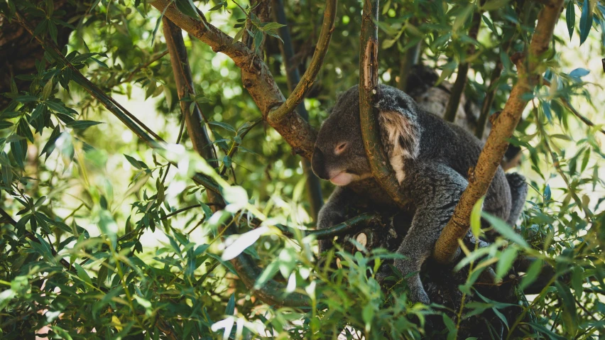 a monkey is climbing in a tree to eat