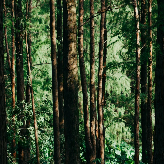 the image of a wooden bench in the woods