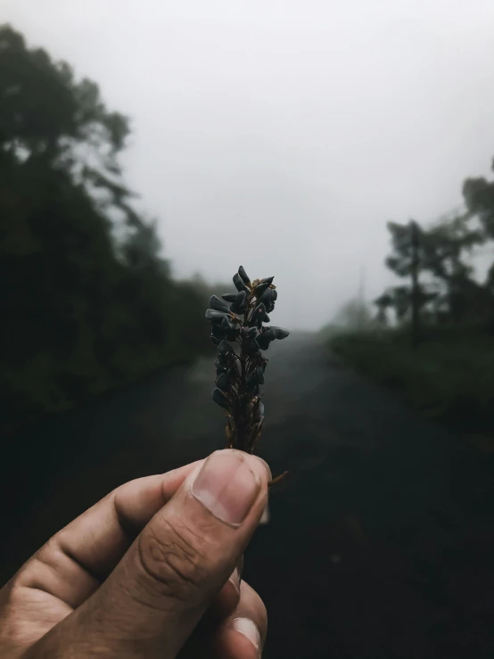 a person holding a tiny flower with their left hand