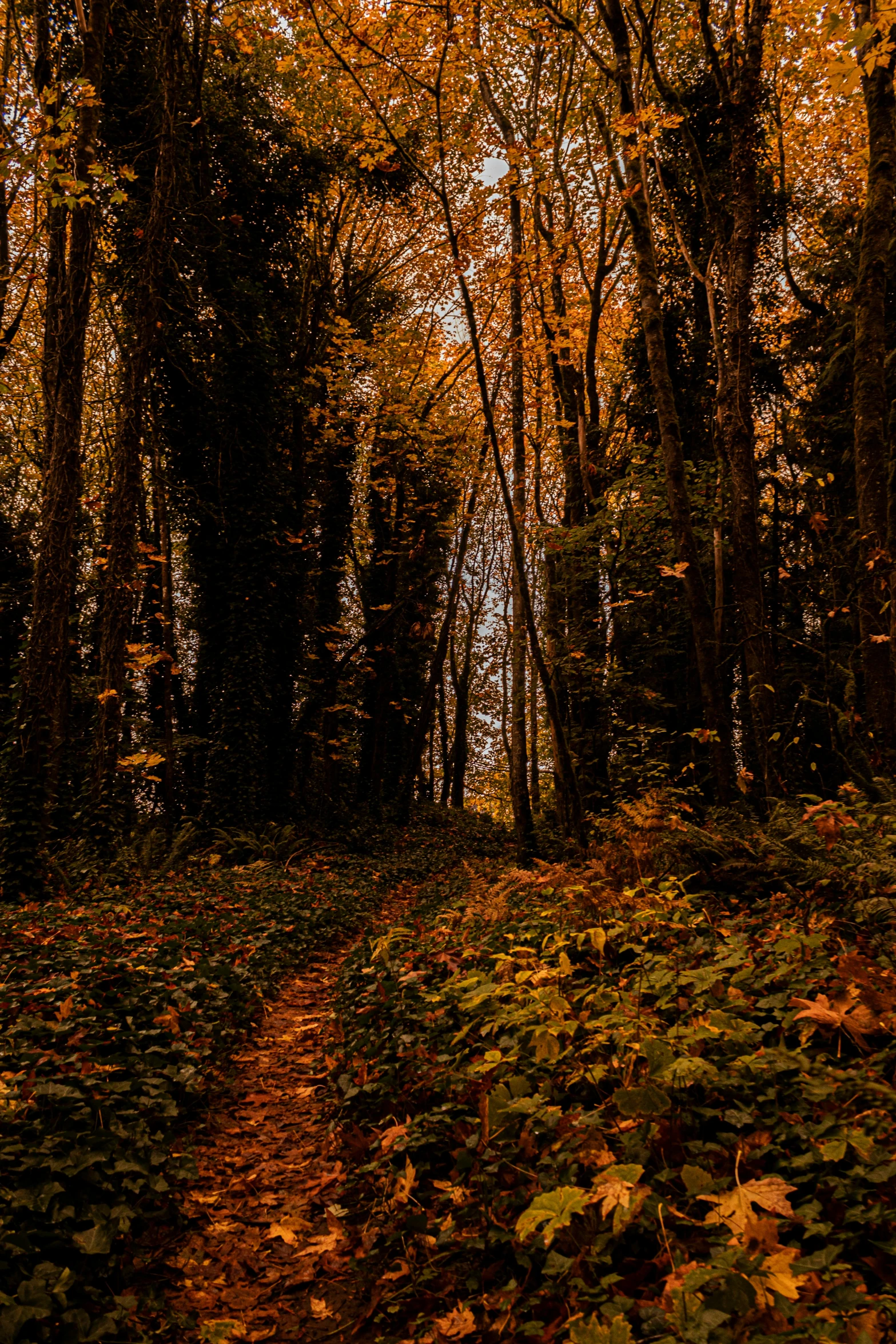 a dirt path surrounded by trees in the fall