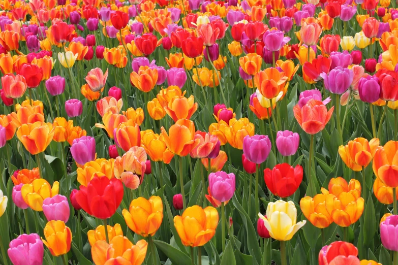 a large field of orange, yellow, and pink flowers