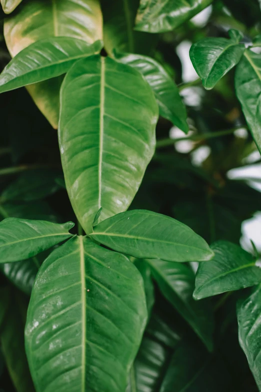 an image of green plants with lots of leaves