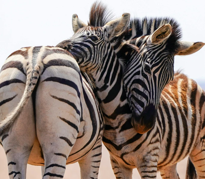 two zes are kissing and rubbing their heads together