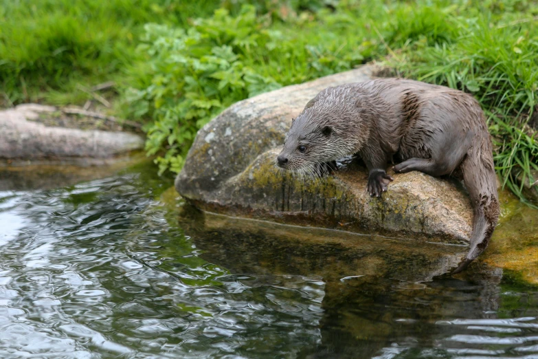 a wet otter sitting on top of a rock in the water