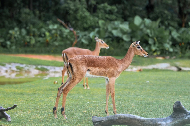 the baby deer is standing on grass looking up