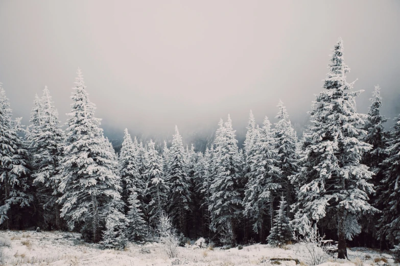 pine trees covered in heavy snow near a field