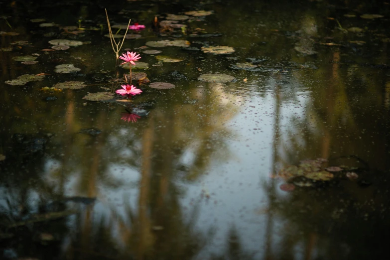 pink flowers float on water in the evening