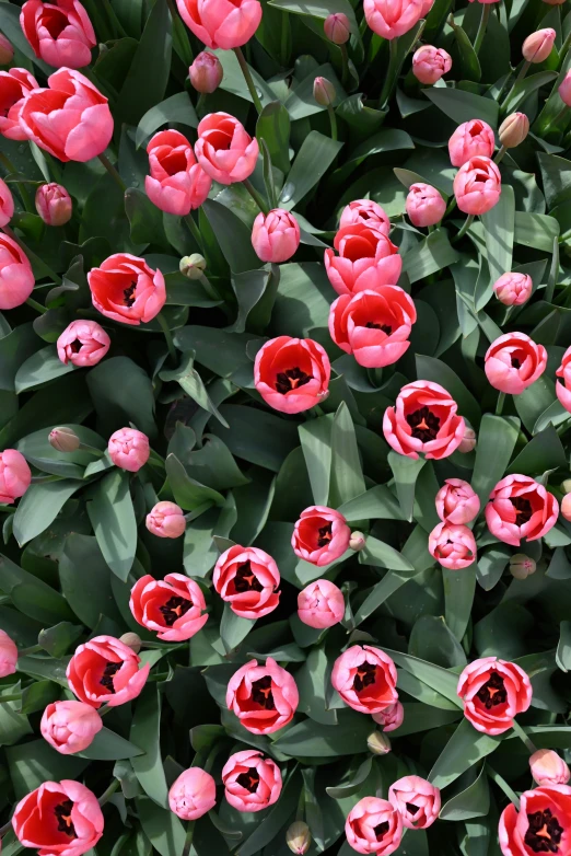 pink flowers are blooming on the plant