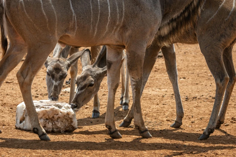 two warthogs grazing on a dead ze