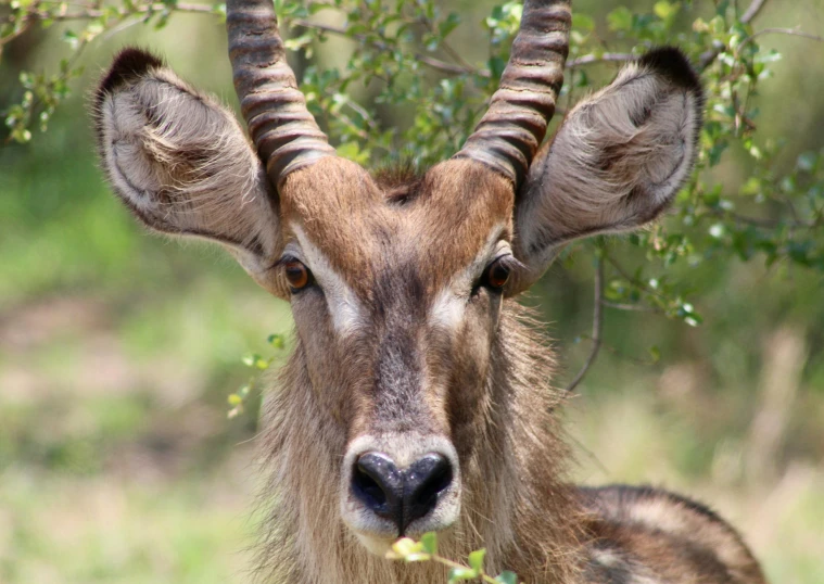 an animal with very long horns and large curled horns