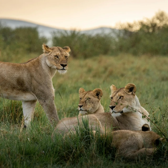 two adult lion and one baby lions resting in the grass